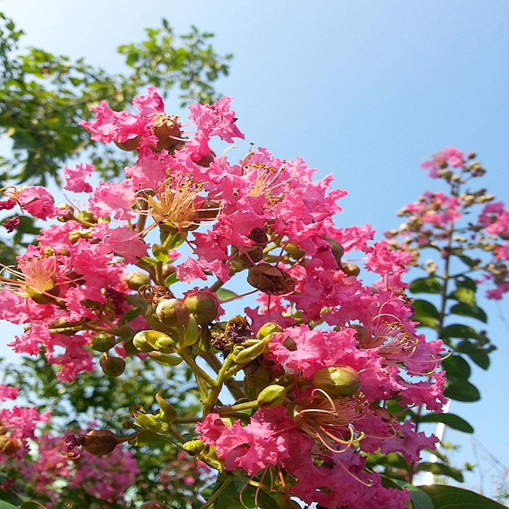 착한가격 나무묘목 나무생각