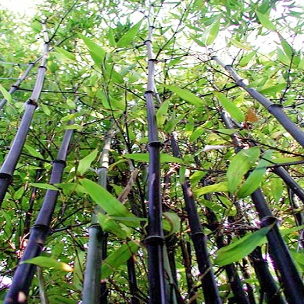 착한가격 나무묘목 나무생각