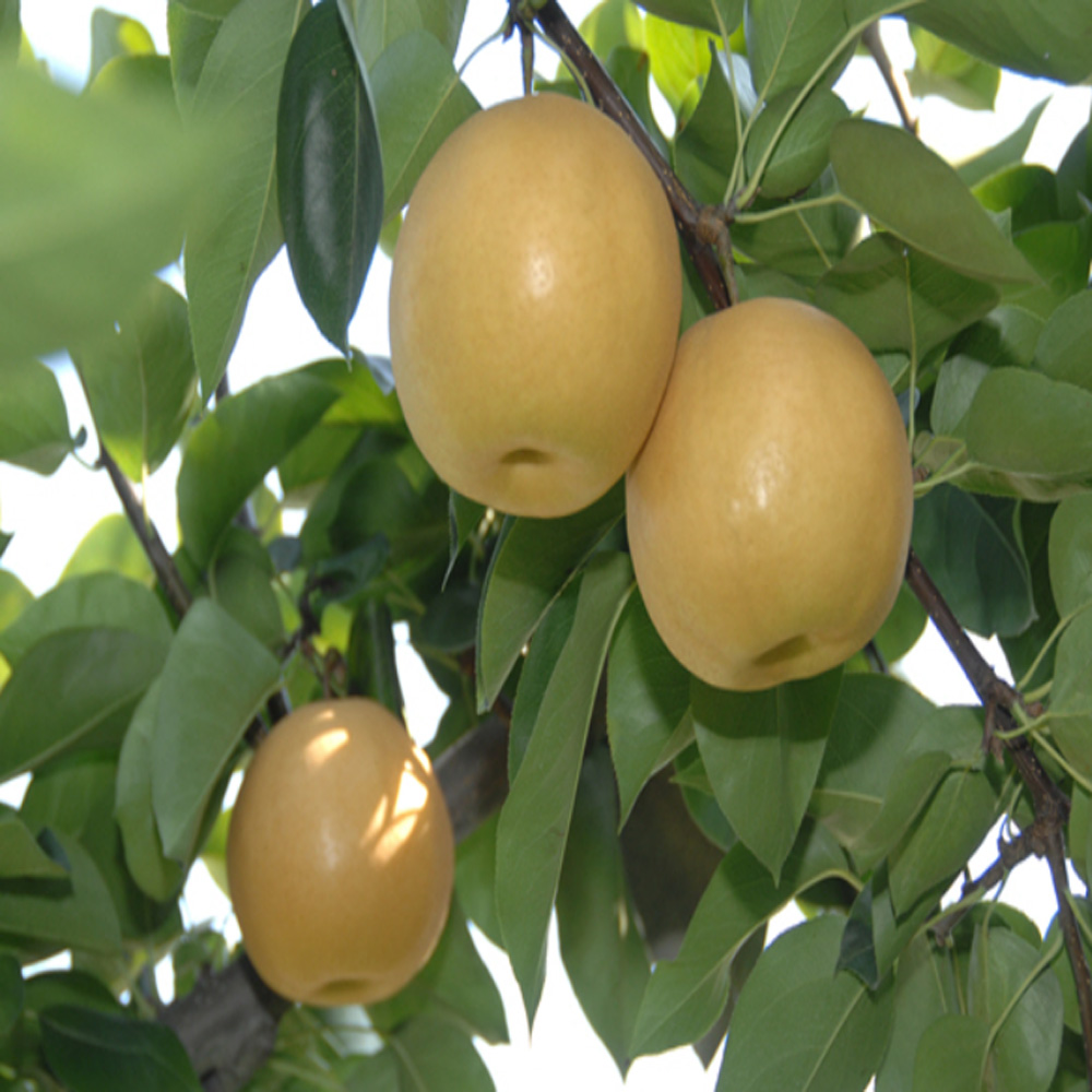 착한가격 나무묘목 나무생각