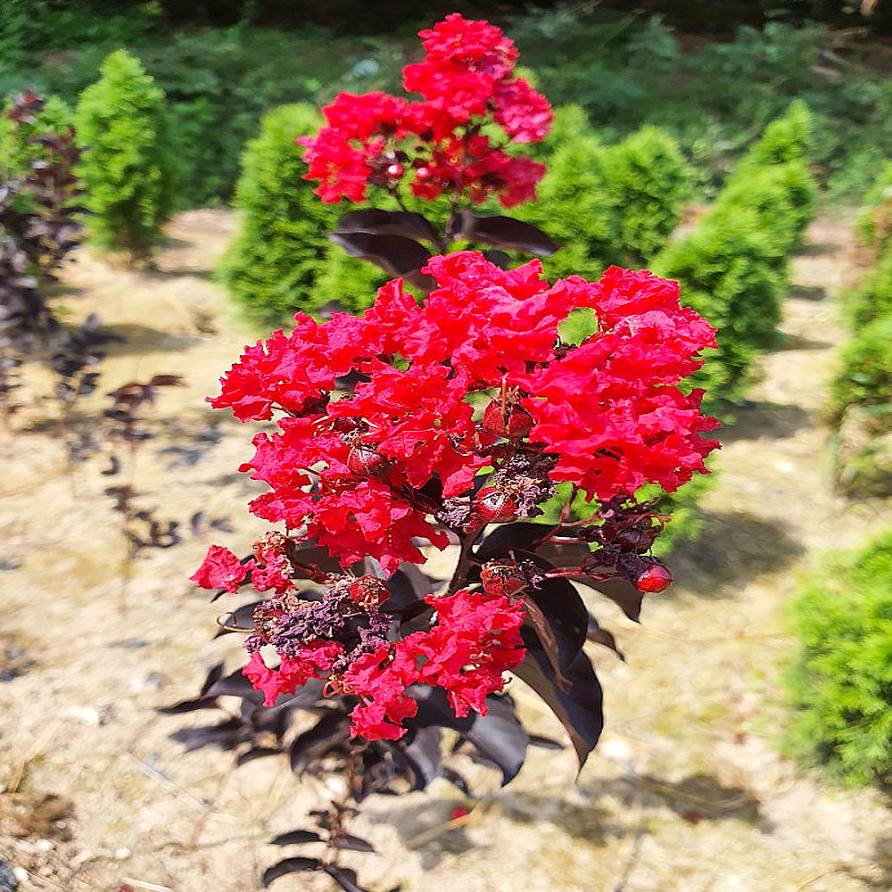 착한가격 나무묘목 나무생각