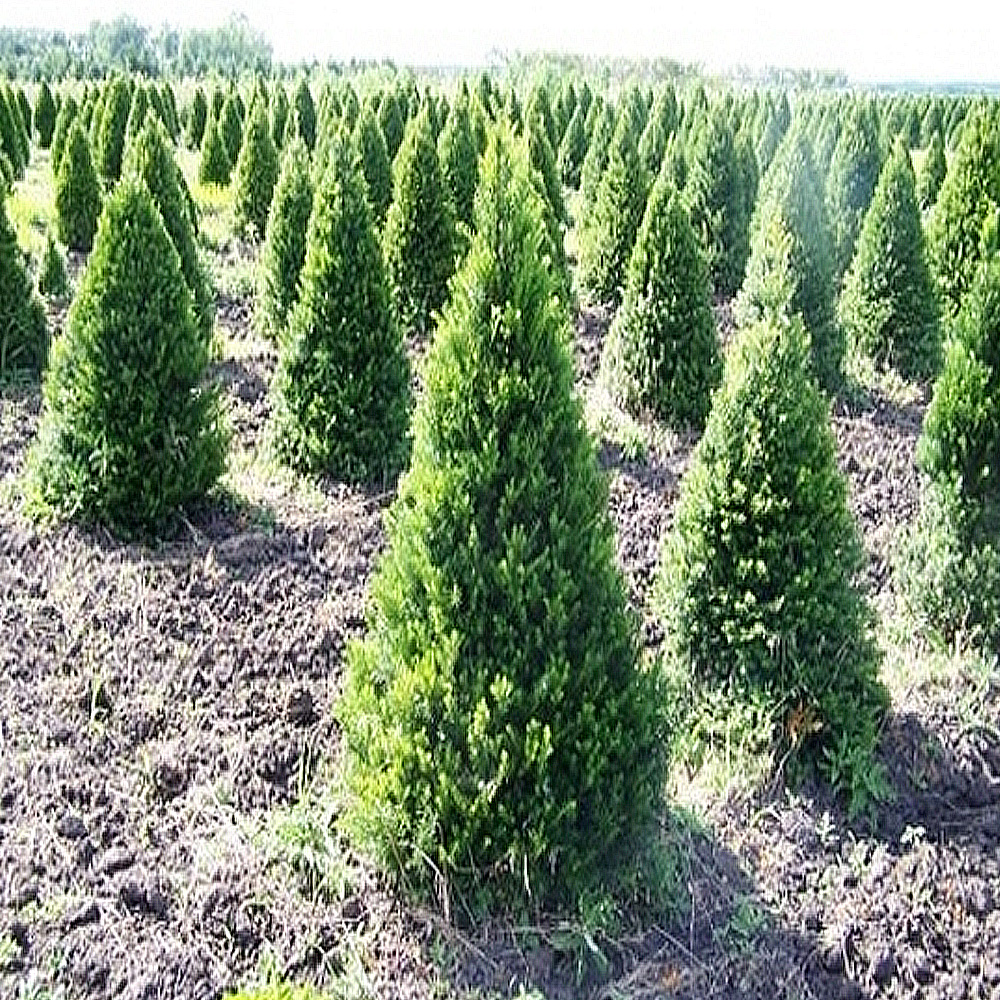 착한가격 나무묘목 나무생각