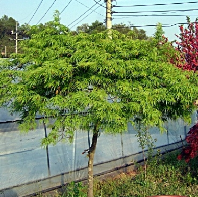 단풍 청 특수목, 포인트목